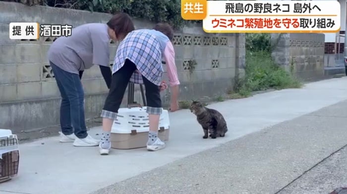 飛島で野良猫を保護する様子