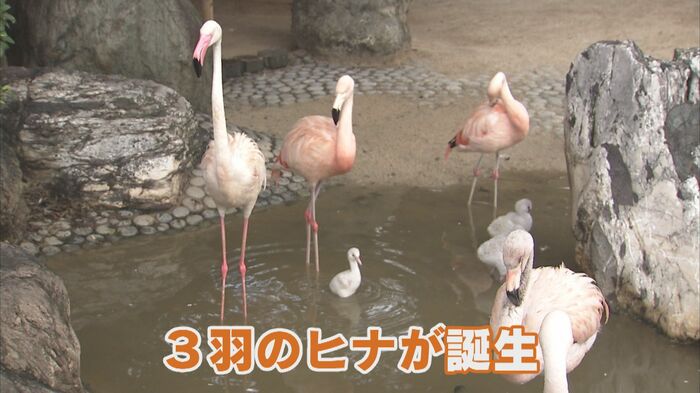 2021年に生まれた3羽のフラミンゴのヒナ