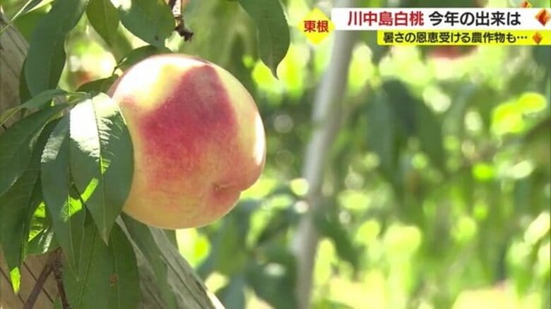 実の大きさは小ぶりでも…猛暑で雨少なく例年より“より甘く”育った「川中島白桃」　デメリットばかりではない猛暑の影響【山形発】｜FNNプライムオンライン