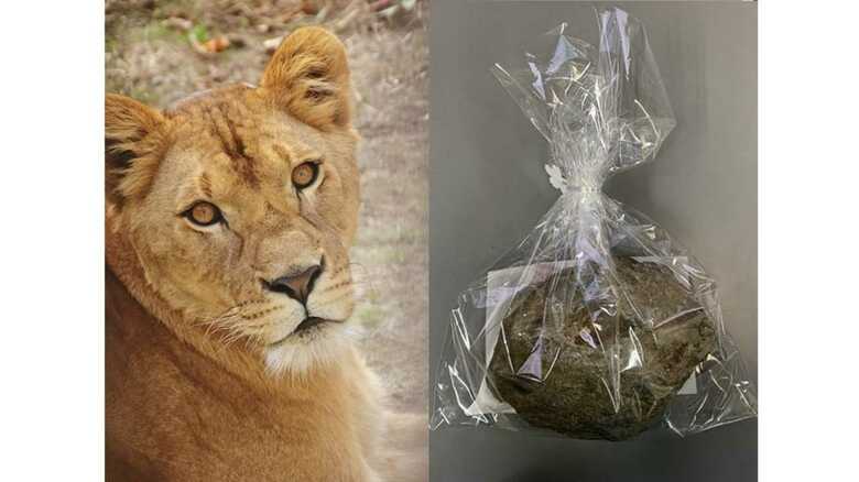ライオンが遊んだ石にラクダの毛…盛岡市動物公園のGW“じゃんけん大会”の賞品がそそる！