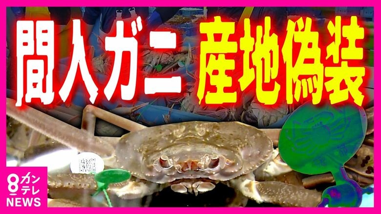 産地偽装 「間人ガニ」事件後初の漁始まる タグ不正使用に手を染めた水産会社は今 QRコード付きの新タグ導入でブランドの信頼回復なるか｜FNNプライムオンライン