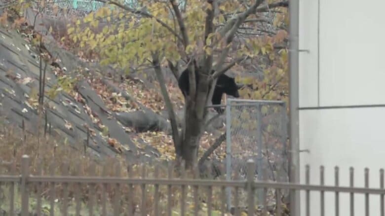 【速報】クマを緊急銃猟で駆除 ＪＲ釜石駅から約150ｍ、クマの近くを列車が通過する状況　6時間半居座る　岩手県釜石市｜FNNプライムオンライン