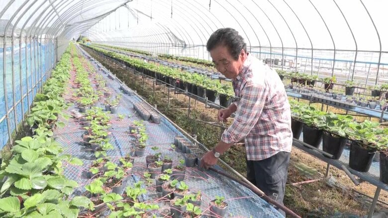 ナフサ不足で農業も危機 イチゴ農家「ビニールハウスの資材なければ休業」 農業資材の価格も1.4倍に高騰の見通し|FNNプライムオンライン