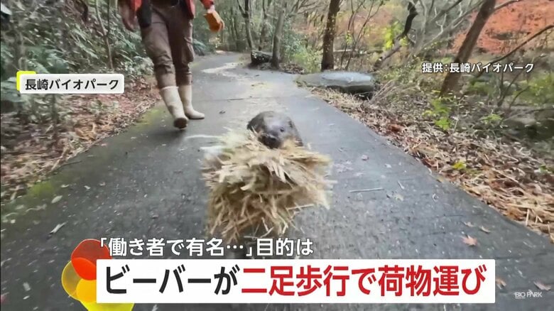 「働き者で有名」“二足歩行”のビーバー　建築技術は大工も負けず劣らず…資材運び、木を切り倒して巣作り　長崎バイオパーク｜FNNプライムオンライン