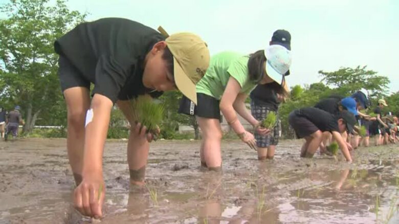 食料不安続く西アフリカ・マリ共和国への支援米　津山市の小学生１４２人が田植え【岡山】｜FNNプライムオンライン