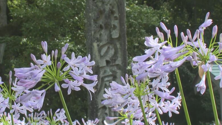 世界遺産・花の窟神社の周辺で「アガパンサス」が見頃 薄紫の涼しげな色の花を放射状に数十輪咲かせる｜FNNプライムオンライン