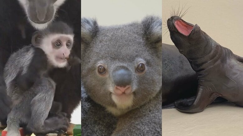 “わんぱく”に母親にぴったりの子も…いま動物園や水族館で人気の“動物の赤ちゃん” 5匹のツシマヤマネコも｜FNNプライムオンライン