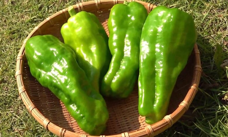 旬の夏野菜が「巨大化」　スーパーでお得に買える“ビッグチャンス”到来　猛暑と雨が交互にくる梅雨でぐんぐん成長｜FNNプライムオンライン