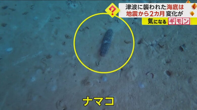 【地震から2カ月】津波に襲われた海底を研究チームが調査　先月よりナマコが増加　生物活動が活発に　石川・能登町｜FNNプライムオンライン