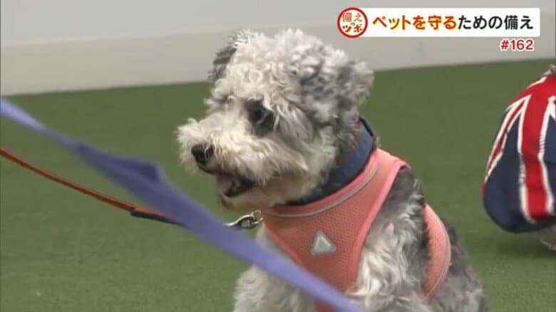 ペットの命を守れるのは飼い主だけ！環境省は“同行避難”を推奨　災害が起きる前に準備・確認すべきこと｜FNNプライムオンライン