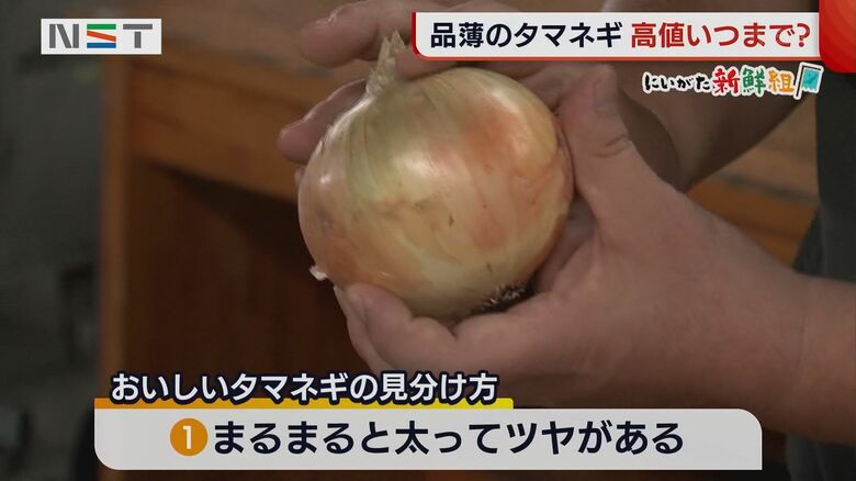 おいしいタマネギの見分け方〈1〉