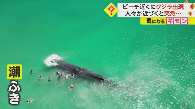 近づいてきた人たちが体にタッチした瞬間、潮ふき上げるクジラ⑦