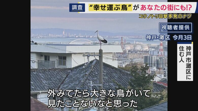 灘区で撮影されたコウノトリ