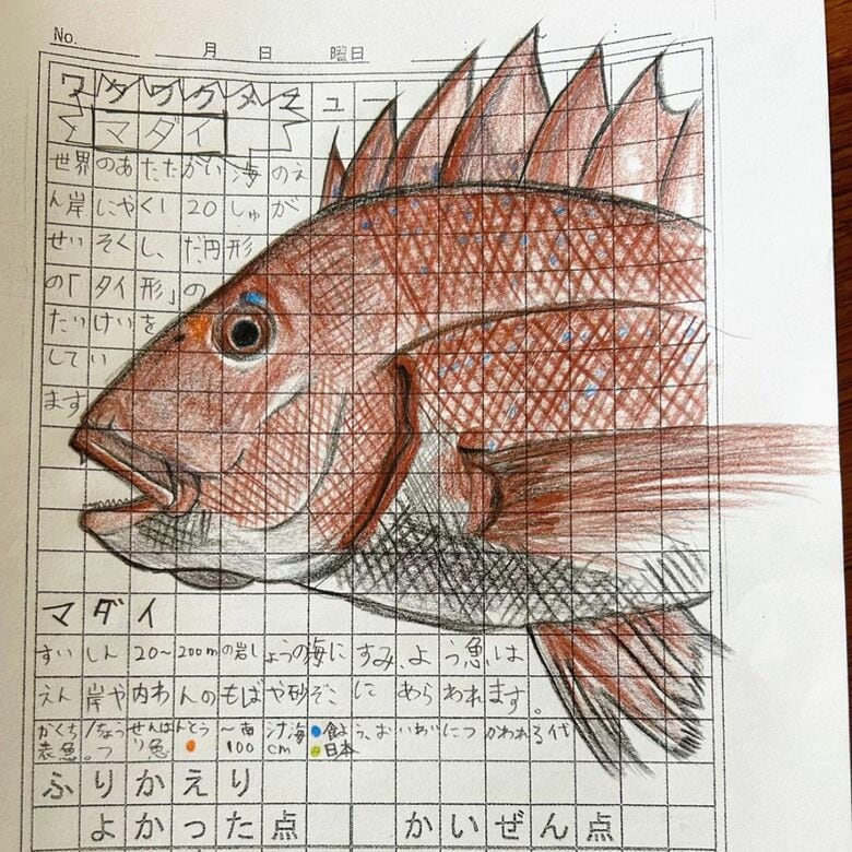 小学3年生の時に描いた「マダイ」