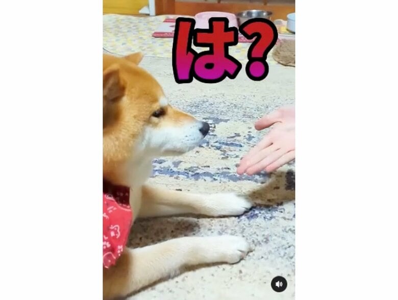 提供：柴犬スティーブch【コーギーと猫を添えて】さん