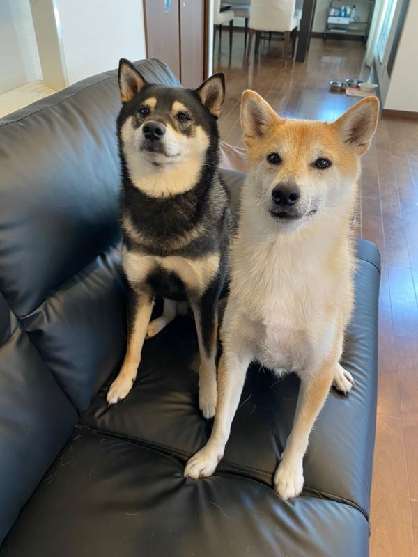 提供：柴犬むさしとこじろうさん