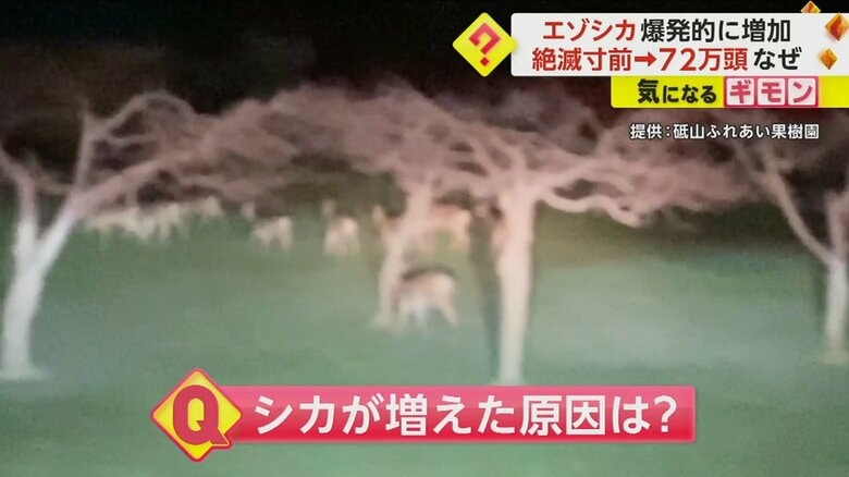 砥山ふれあい公園で撮影されたシカの群れ