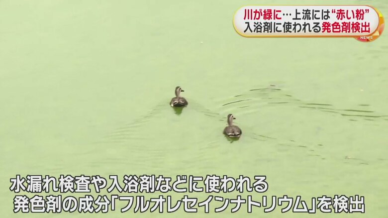 緑に染まった川に平然と浮かぶ水鳥