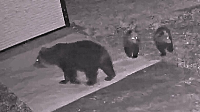 姿を現した親子クマ