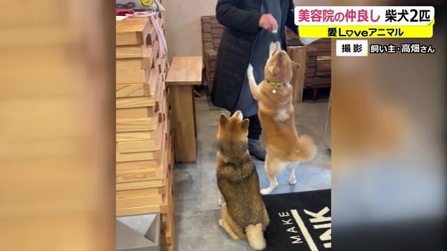 常連さんからチーズをもらう華ちゃんと空ちゃん