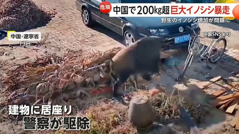建物に居座ったため警察が出動し、駆除されたという巨大なイノシシ