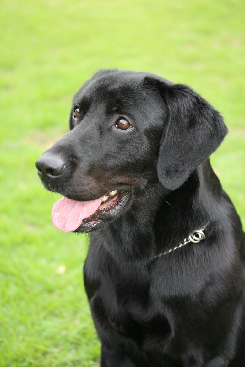 警視庁の警察犬スキッパー号　提供警視庁