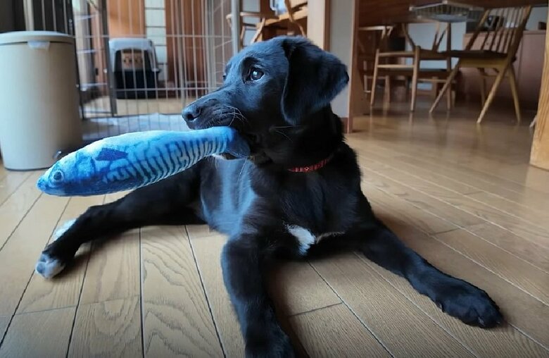 魚のおもちゃをもらった！