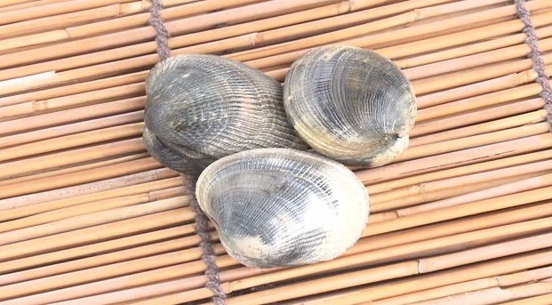 浜名湖の特産アサリ