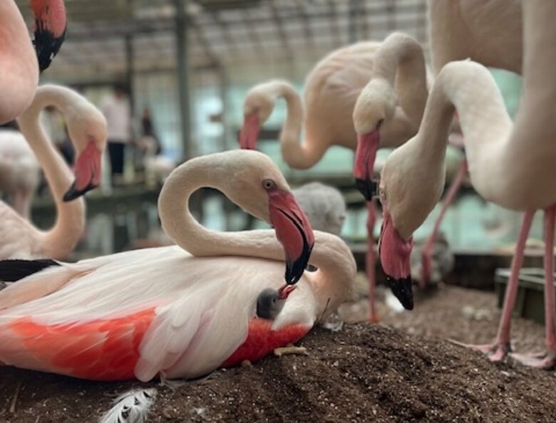 口移しで“フラミンゴミルク”を与えるという（提供：富士花鳥園）