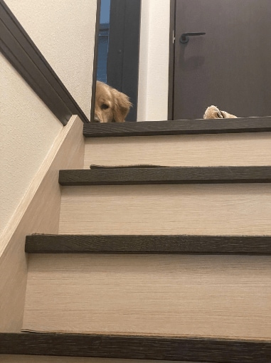 階段から見つめるセナくん