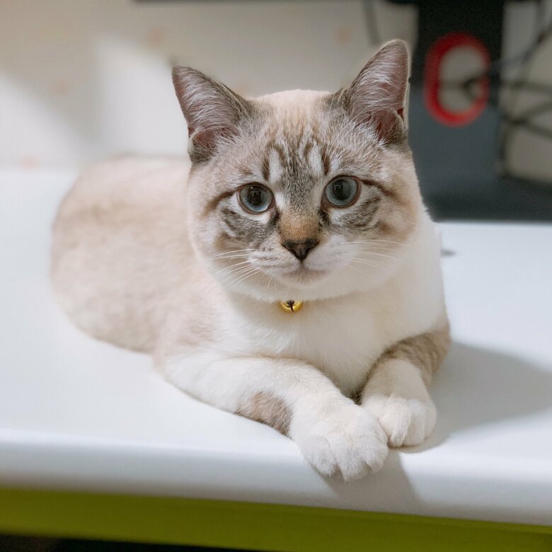 成長したこめくん