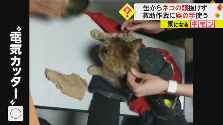 缶が外れ、驚いたように周りをキョロキョロ見るネコ