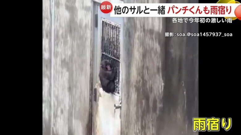 パンチくんも雨宿り