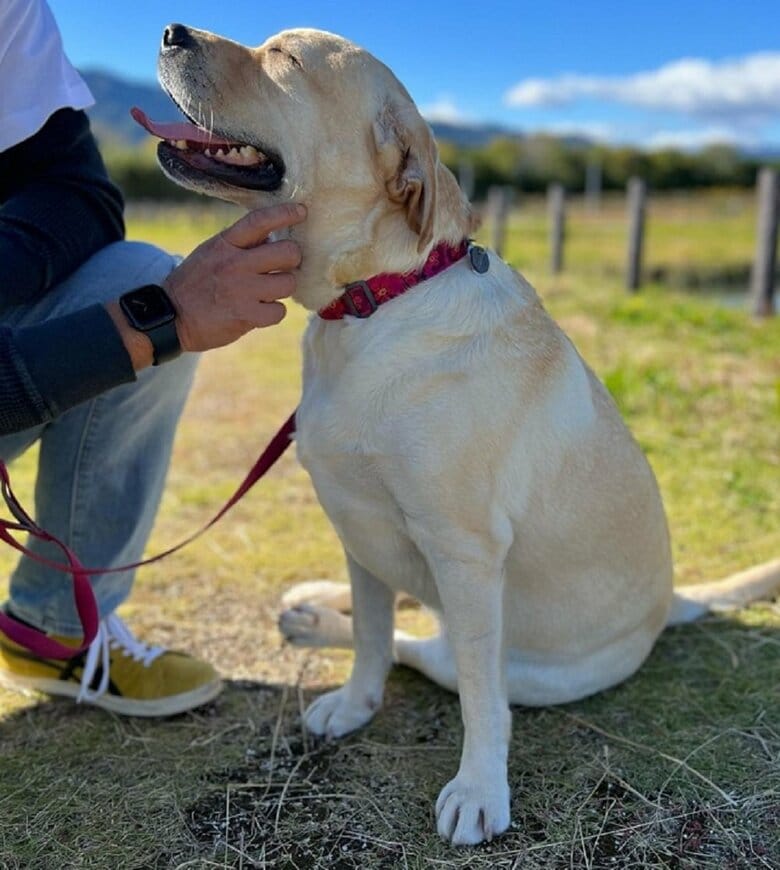 パパさんとのお散歩が好き