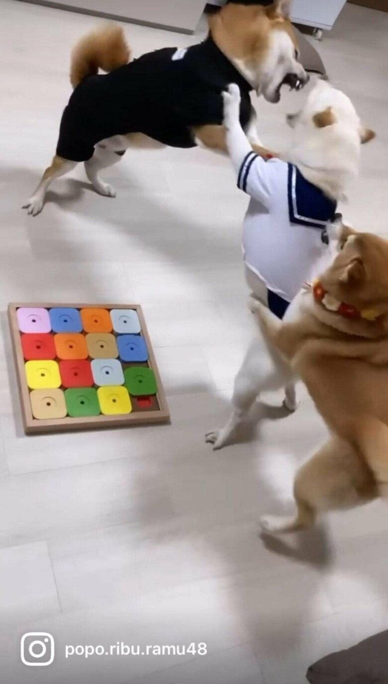 提供：柴犬ポポ(7)リブ(4)ラム(4)さん