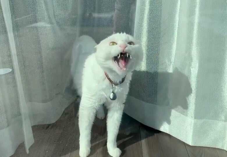 寝起きドッキリに激怒するハク様（提供：@hakusama0906）