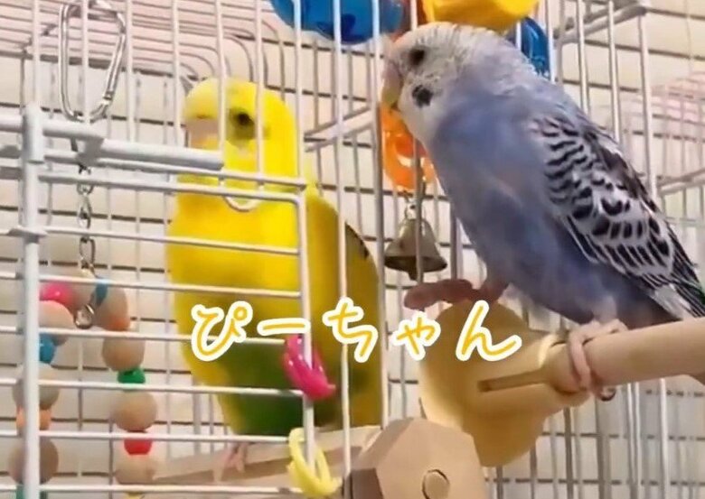 会話に「ぴーちゃん」という言葉が出てくることも