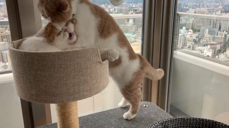 画像提供：エキゾのきなこさん。