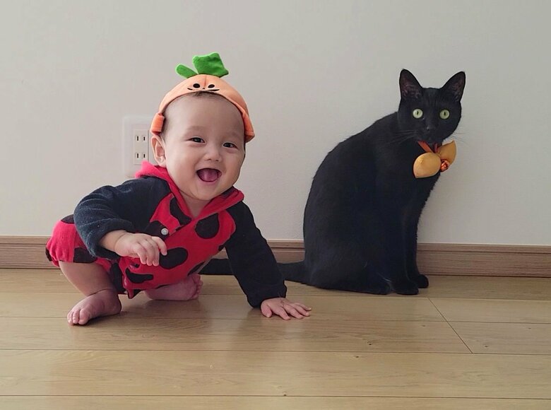 提供：仔猫を拾ったので