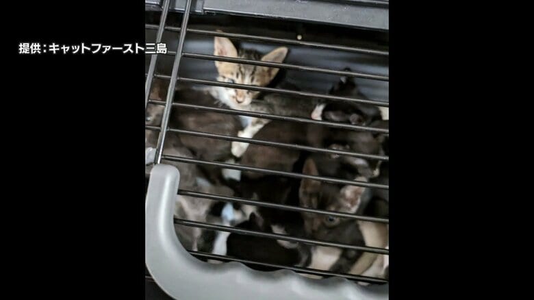 住宅前に捨てられたネコ