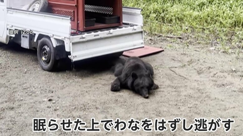 クマは眠らされた後、わなを外して逃がされた