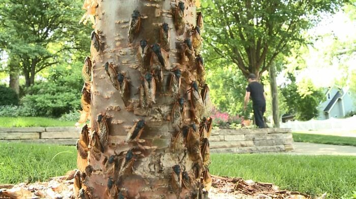 緑豊かな住宅街の木の根元に約100匹のセミが（イリノイ州グレンエリン市）