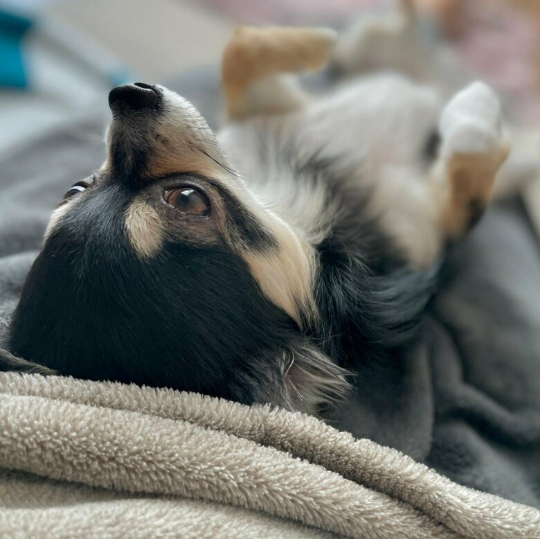 提供：チワワのごまじろーさん