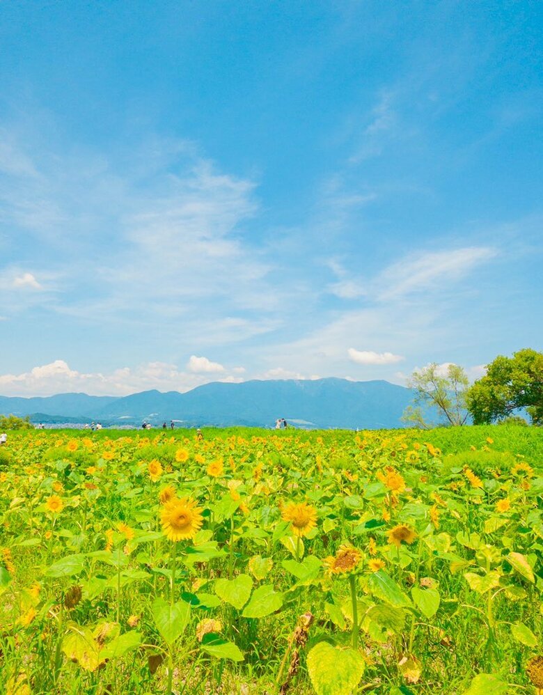 広大な青空とひまわり畑