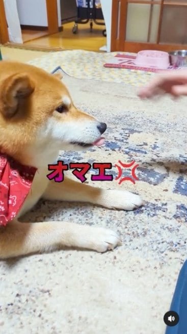 提供：柴犬スティーブch【コーギーと猫を添えて】さん