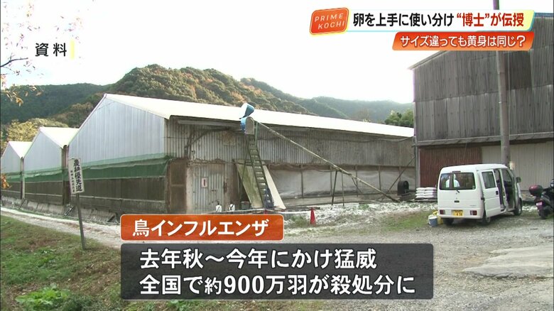 卵不足の原因は「鳥インフルエンザ」
