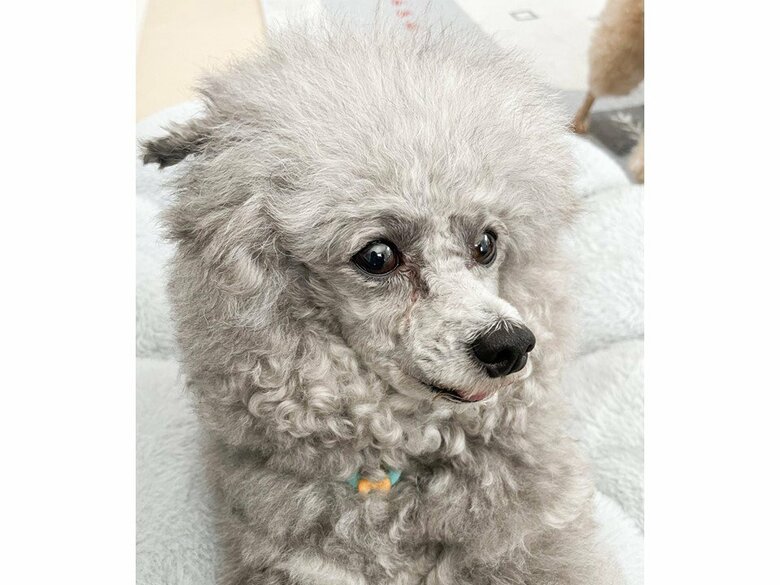 提供：とらめさん