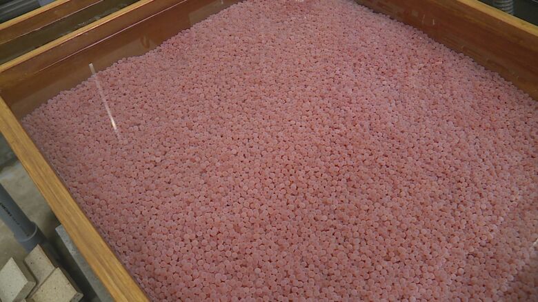 北海道から移入された約140万粒のサケの卵