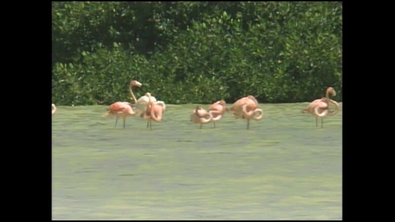 セレストゥン生物圏保護区（メキシコ・ユカタン州）