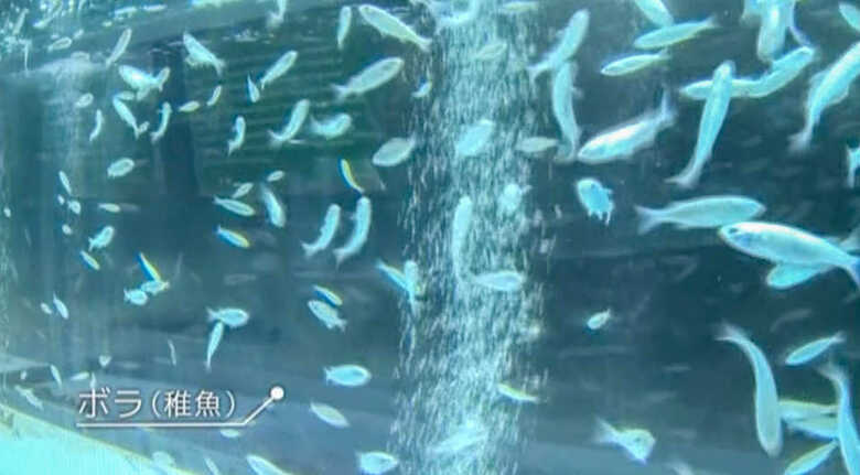 高知でよく食べられるボラも水槽に
